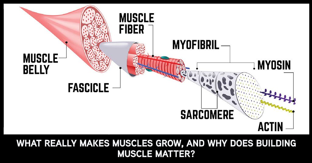 The Biomechanics of Muscle Growth: How Physics Influences Your Gains