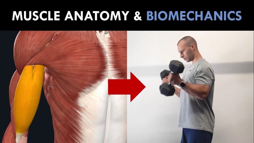 The Biomechanics of Muscle Growth: How Physics Influences Your Gains